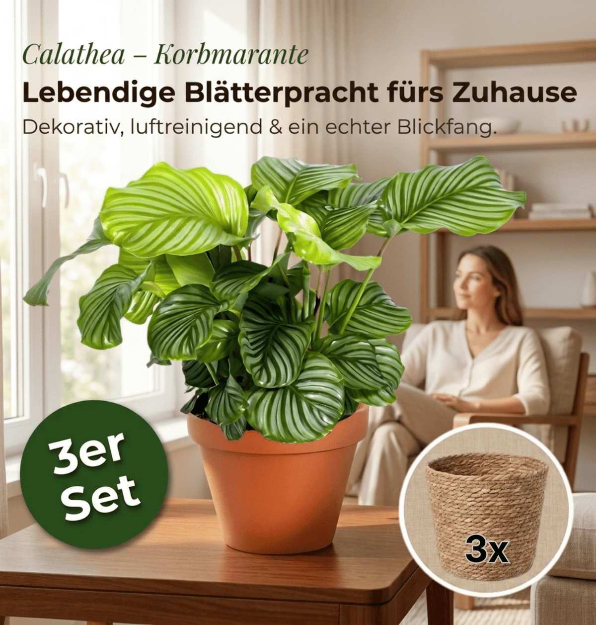 Korbmarante + 3x Seegraskorb | 3er-Set | Calathea | ca. 40-50 cm | Ø 12-15 cm Topf - Blume Ideal