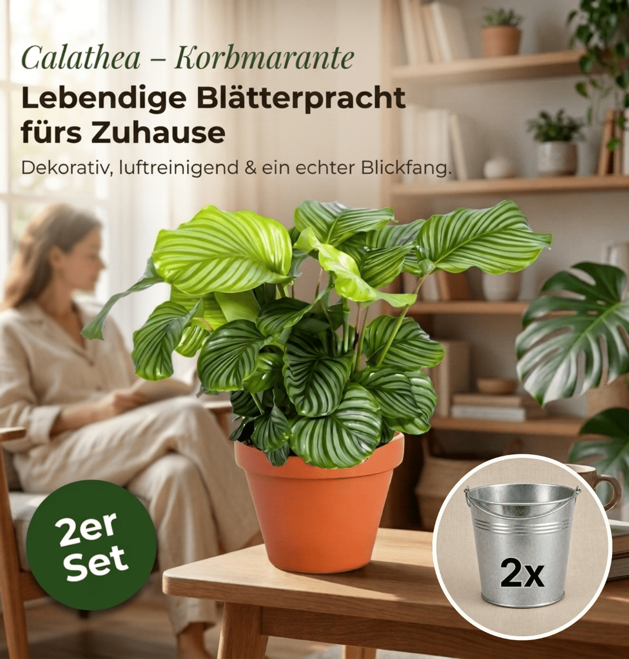 Korbmarante + Zinktopf | 2er - Set | Calathea | ca. 40 - 50 cm | Ø 12 - 15 cm Topf - Blume Ideal