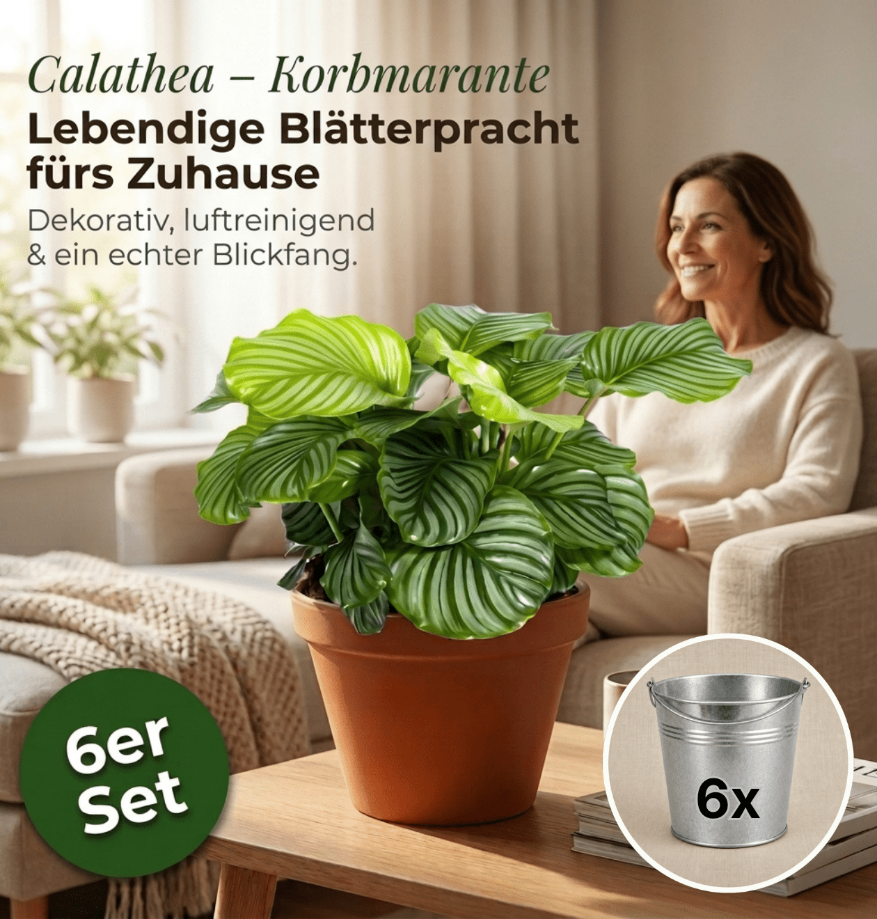 Calathea im 6er-Set + Zinktöpfe kaufen
