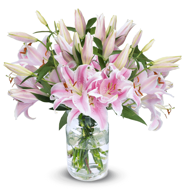 20 pinke Lilien mit bis zu 60 Blüten