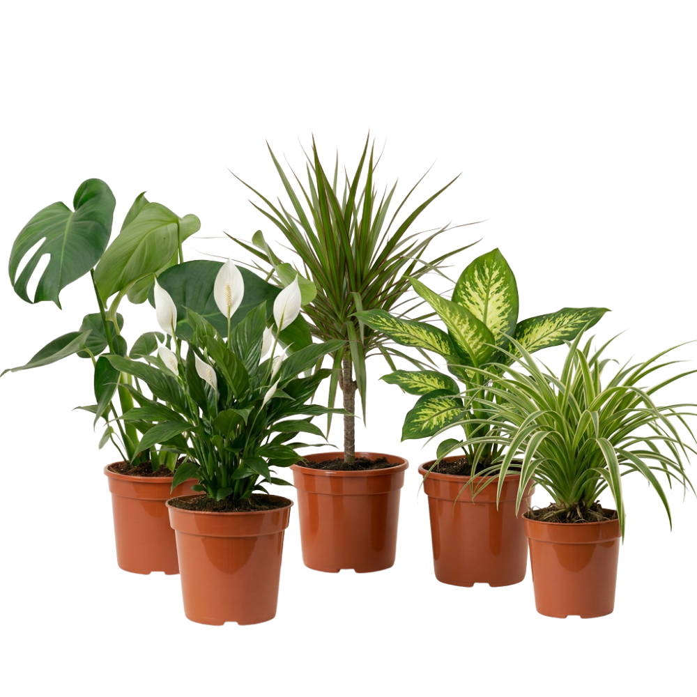 Luftreiniger Pflanzen-Set - Blume Ideal