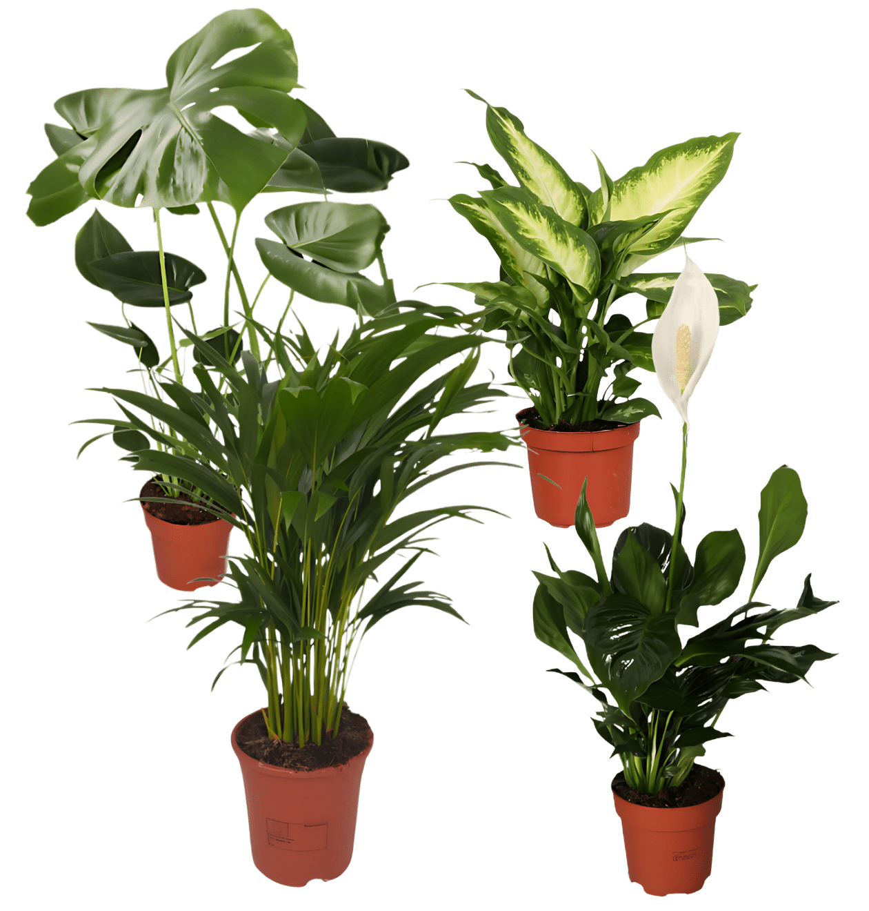 monstera luftreinigung 4er-Set Luftreiniger mit Monstera, Einblatt & Co