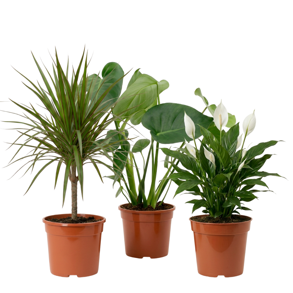Luftreiniger Pflanzen-Set - Blume Ideal