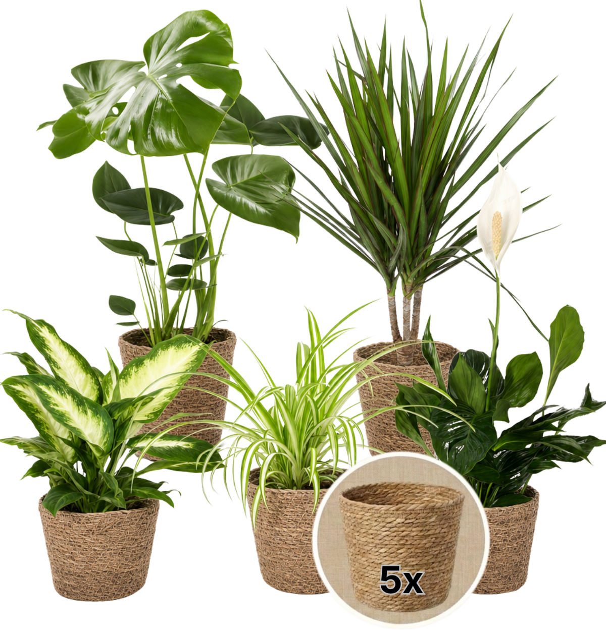 “Luftreiniger” Pflanzen-Set + 5x Seegraskorb | 5er-Set | ca. 40-70 cm | Ø 12-15 cm Topf - Blume Ideal