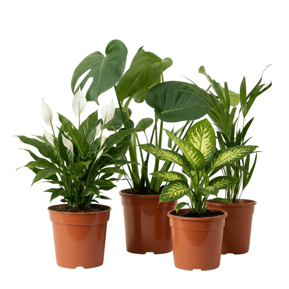 Luftreiniger Pflanzen-Set - Blume Ideal