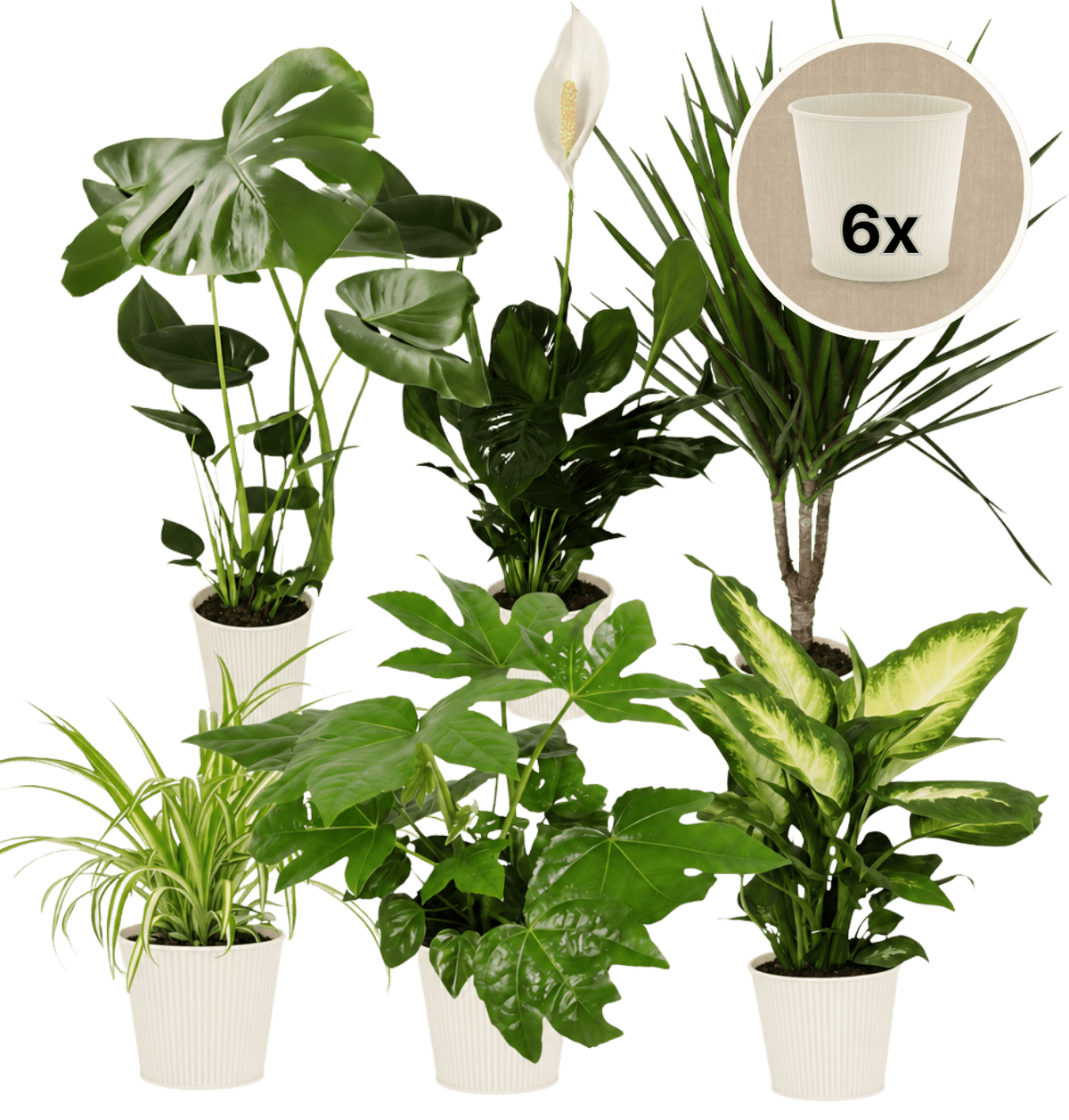 “Luftreiniger” Pflanzen-Set + 6x Cremefarbener Zinktopf | 6er-Set | ca. 40-70 cm | Ø 12-15 cm Topf - Blume Ideal