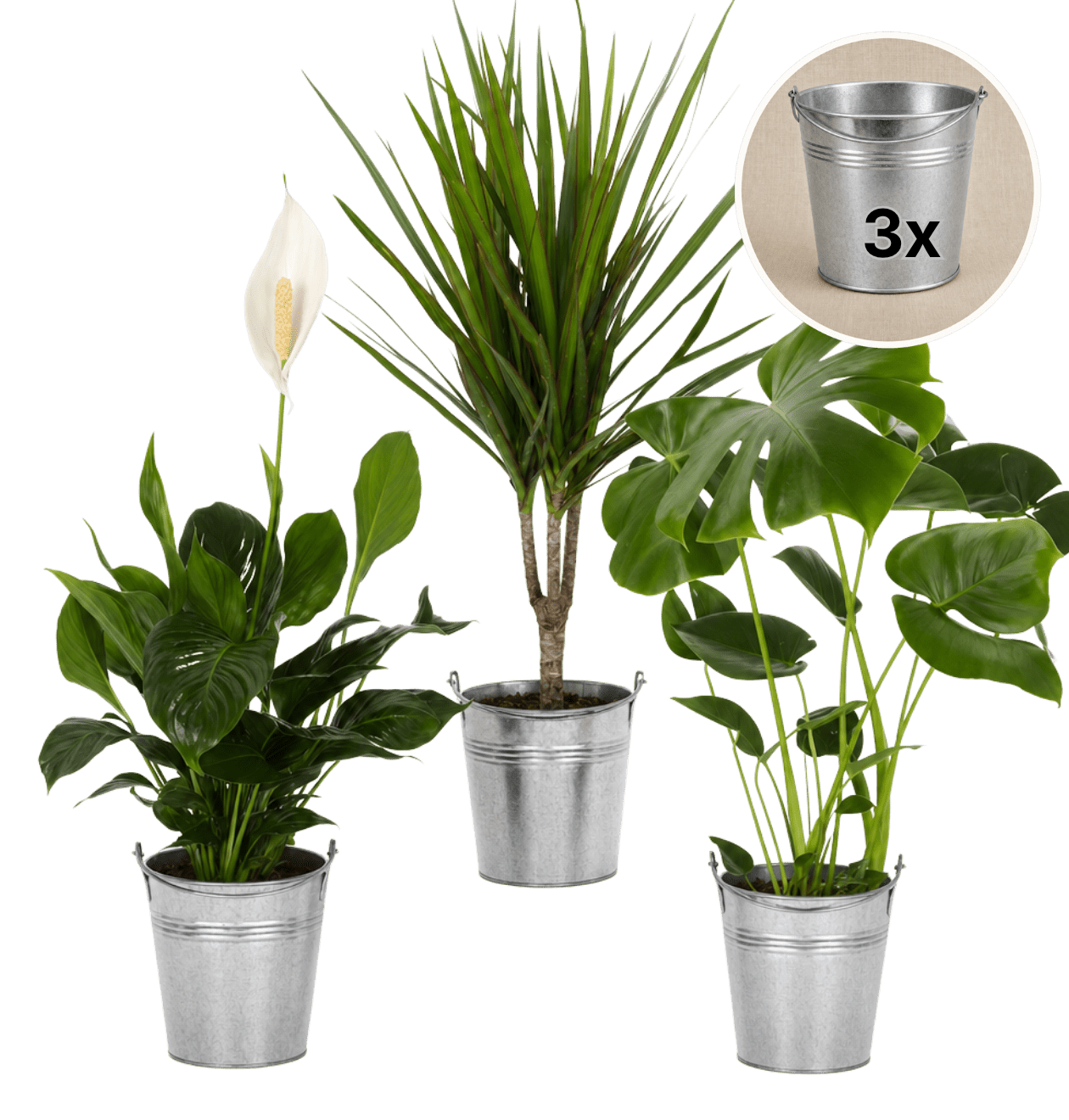 “Luftreiniger” Pflanzen - Set + Zinktopf | 3er - Set | ca. 40 - 70 cm | Ø 12 - 15 cm Topf - Blume Ideal