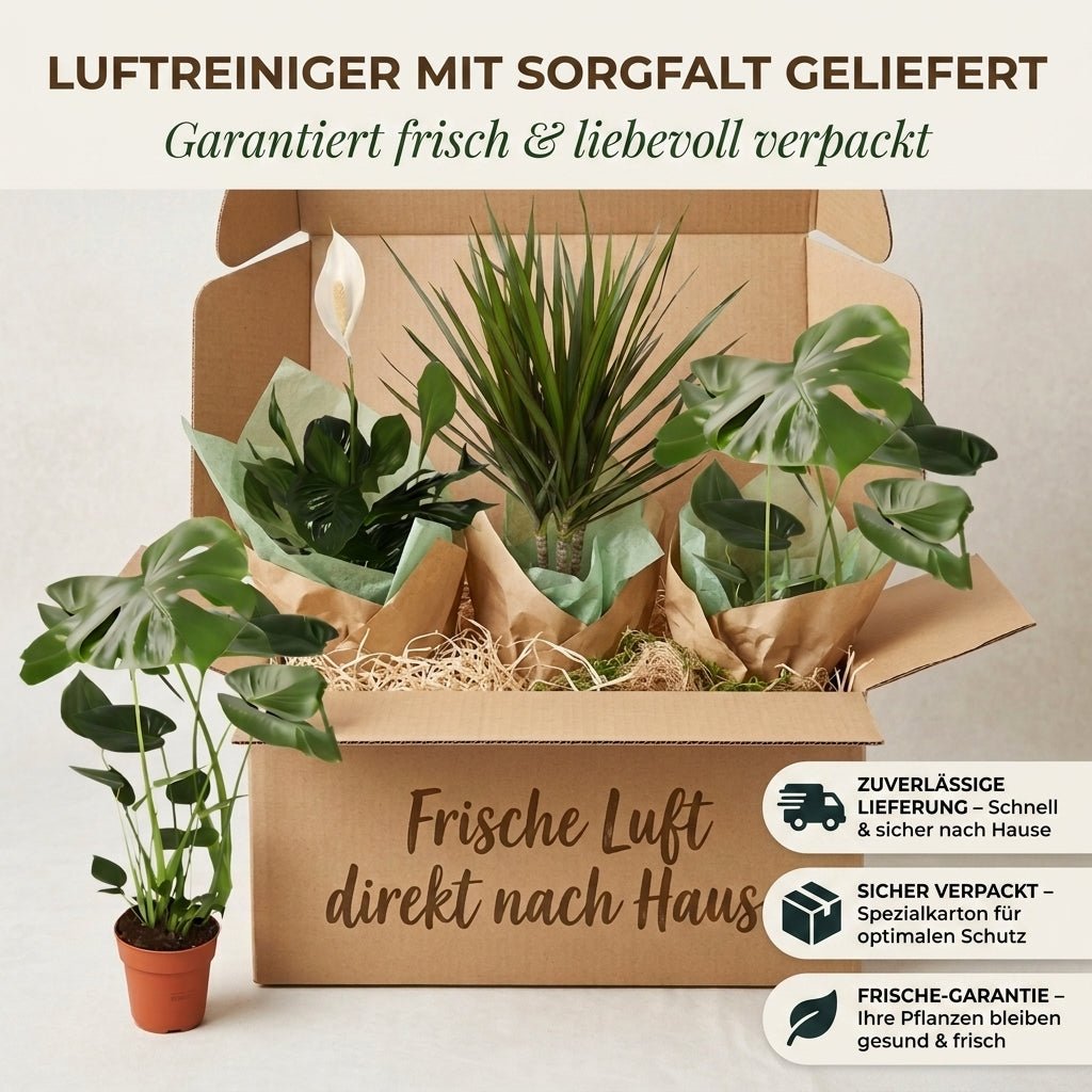 “Luftreiniger” Pflanzen - Set + Zinktopf | 3er - Set | ca. 40 - 70 cm | Ø 12 - 15 cm Topf - Blume Ideal