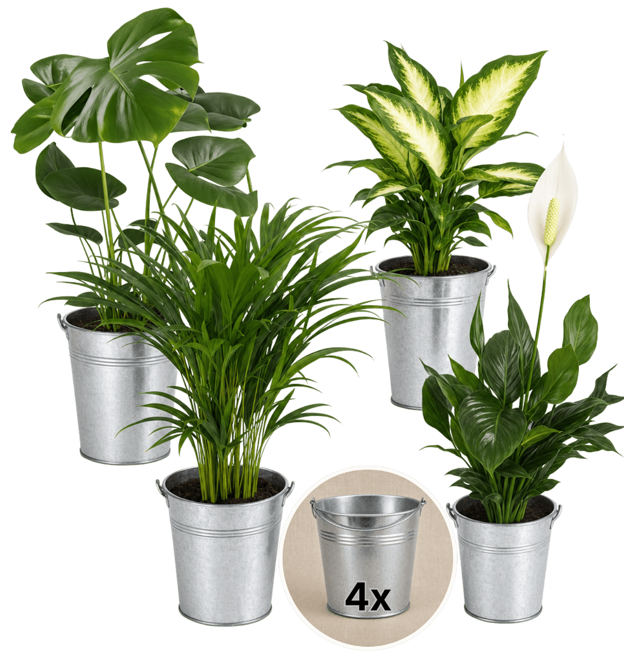 “Luftreiniger” Pflanzen - Set + Zinktopf | 4er - Set | ca. 40 - 70 cm | Ø 12 - 15 cm Topf - Blume Ideal
