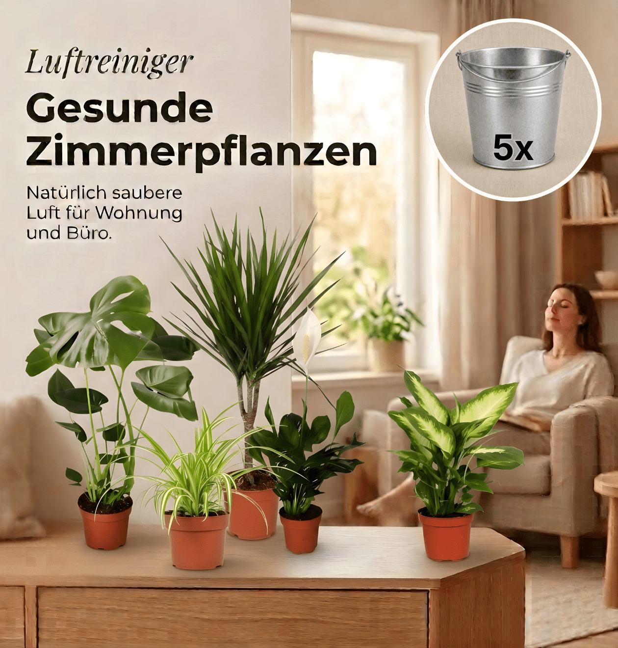 “Luftreiniger” Pflanzen - Set + Zinktopf | 5er - Set | ca. 40 - 70 cm | Ø 12 - 15 cm Topf - Blume Ideal