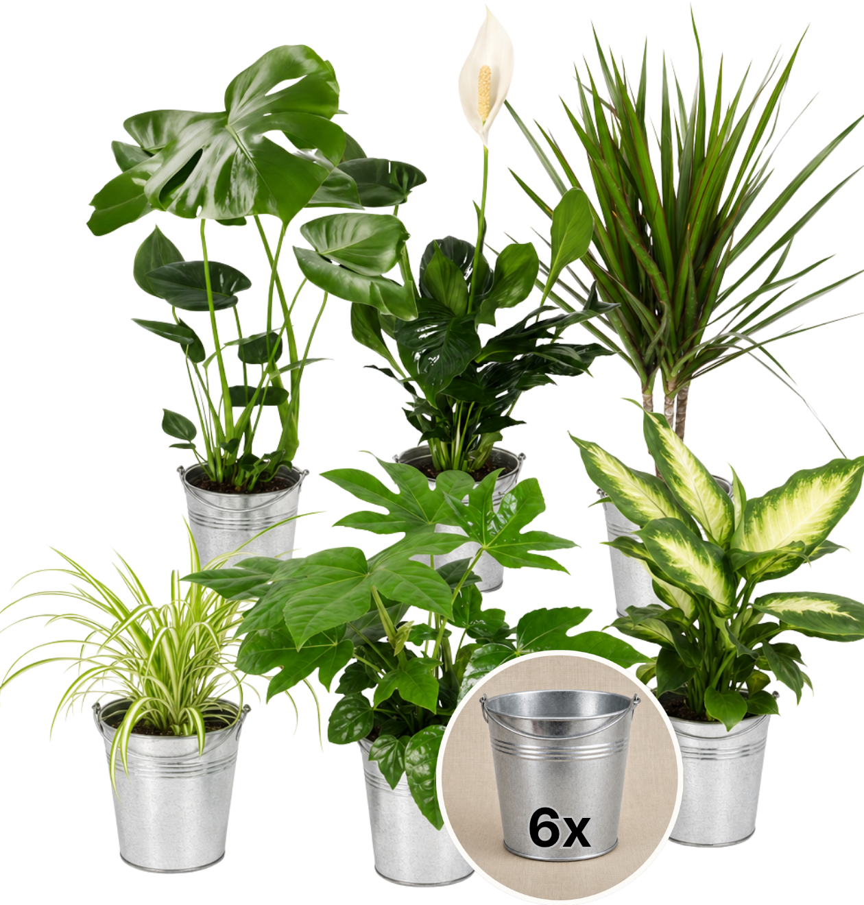 “Luftreiniger” Pflanzen - Set + Zinktopf | 6er - Set | ca. 40 - 70 cm | Ø 12 - 15 cm Topf - Blume Ideal