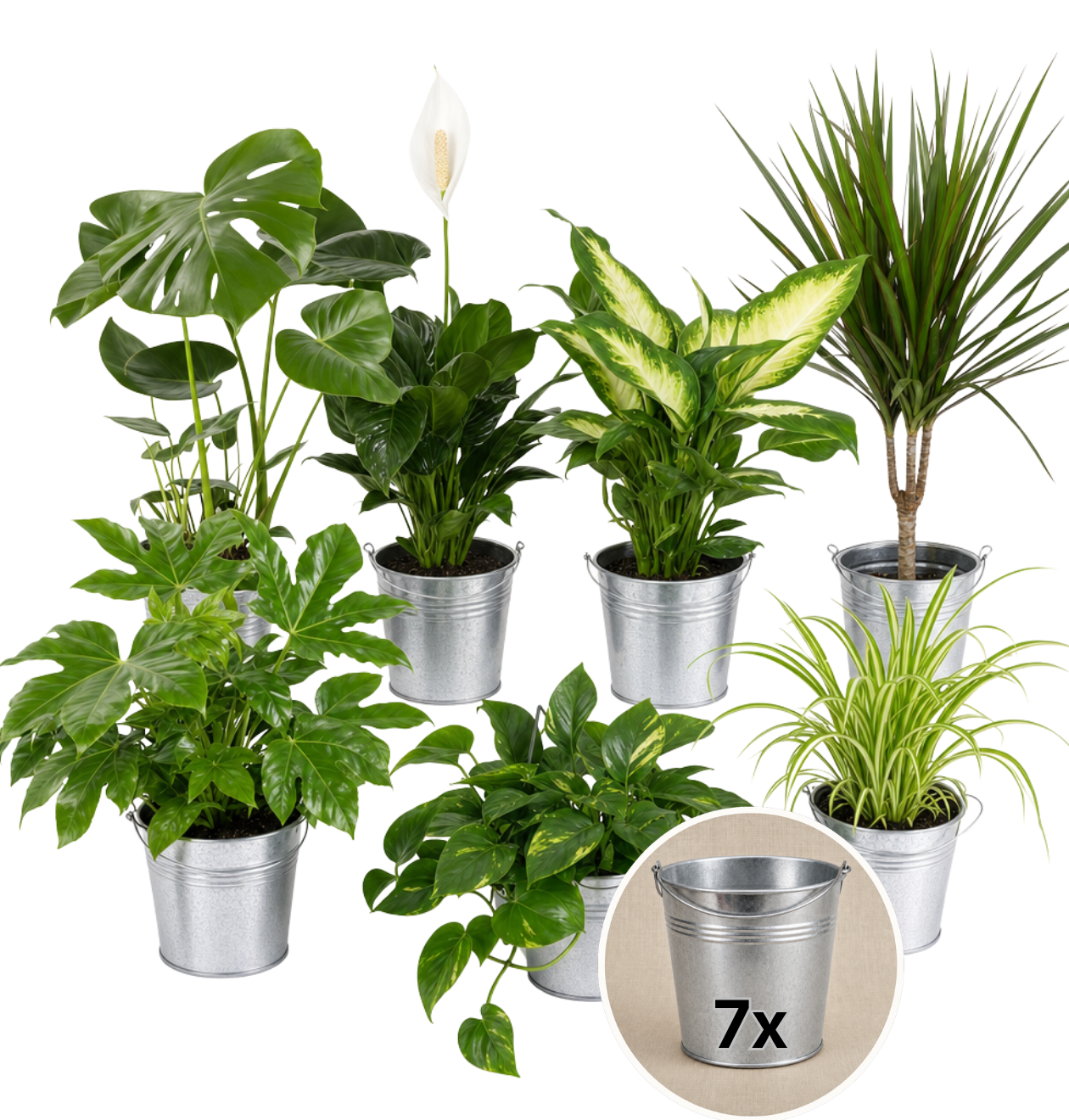 “Luftreiniger” Pflanzen - Set + Zinktopf | 7er - Set | ca. 30 - 70 cm | Ø 12 - 15 cm Topf - Blume Ideal