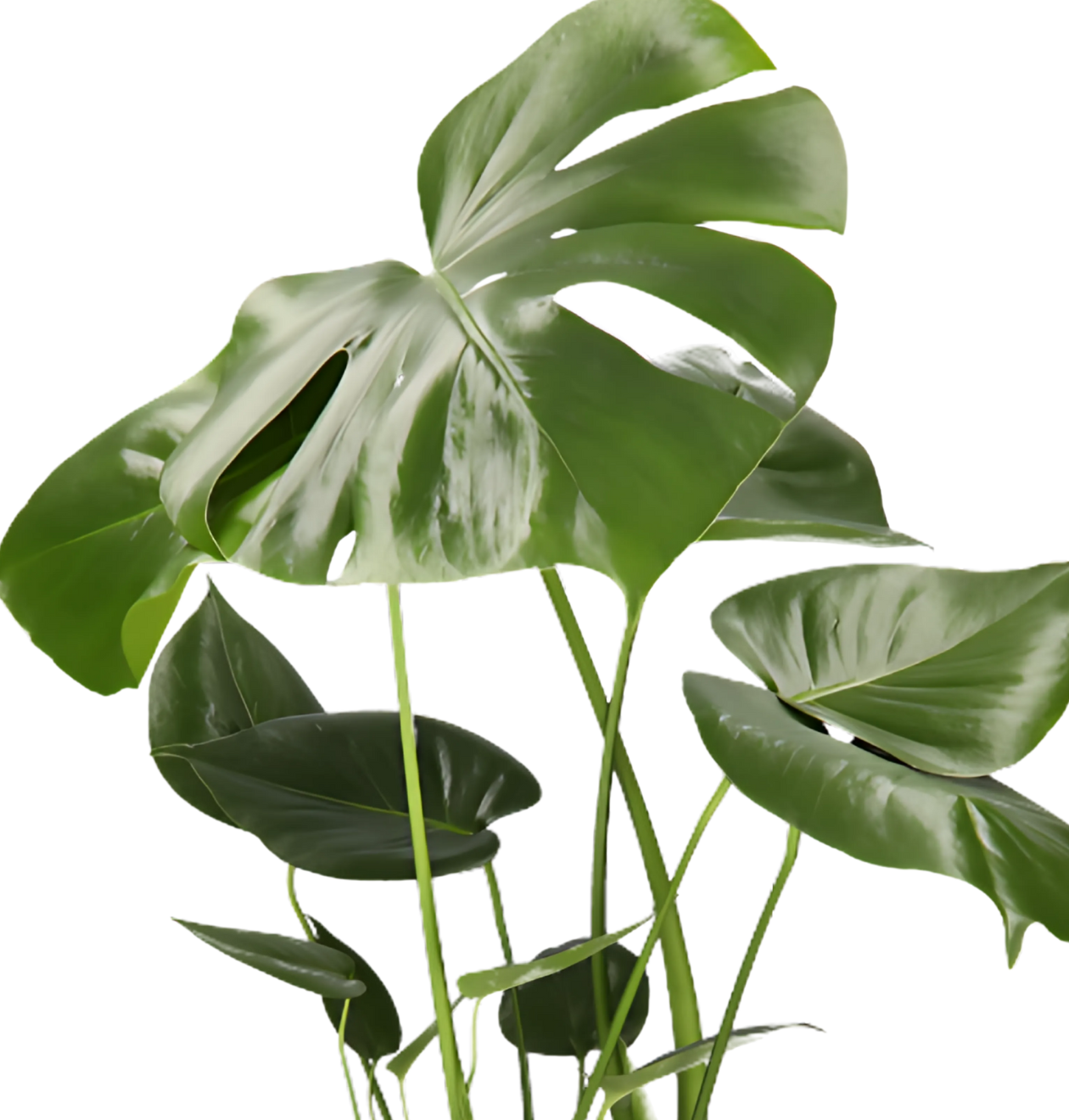 Monstera “Deliciosa” | +/- 55-70cm | ø 12-15cm Topf