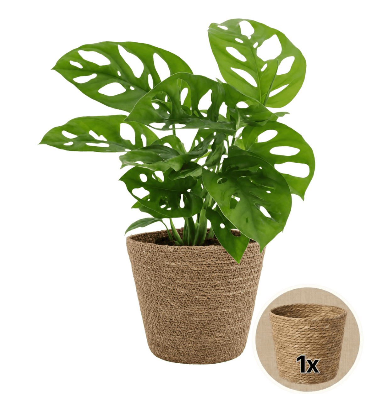 Monstera adansonii + 1x Seegraskorb | Monkey Leaf | ca. 25-30 cm | Ø 12-15 cm Topf - Blume Ideal