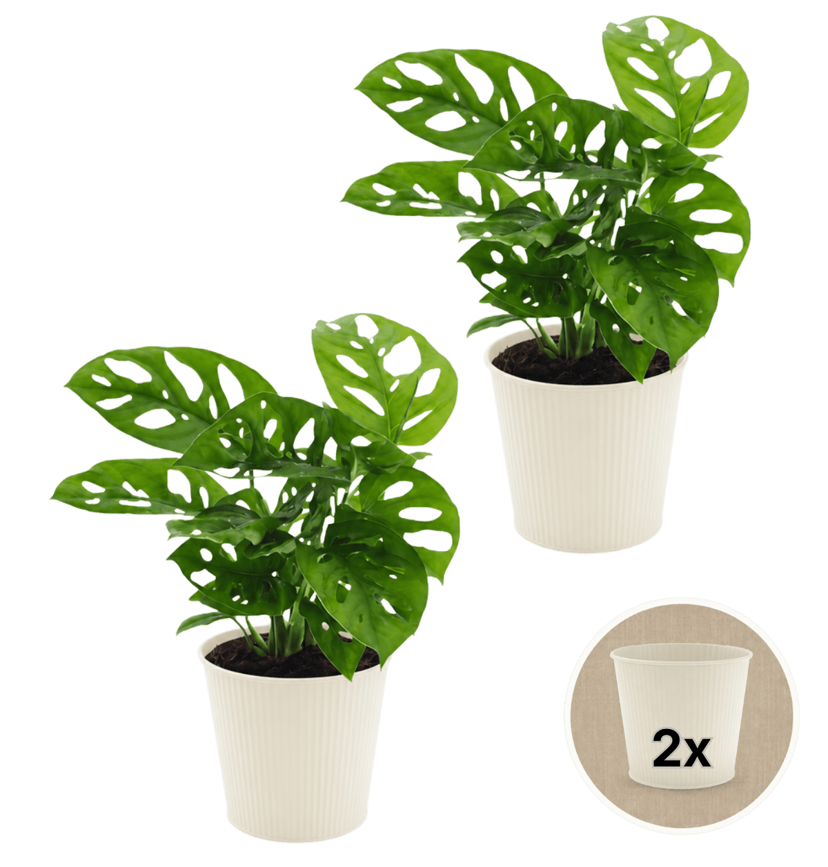 Monstera adansonii + 2x Cremefarbener Zinktopf | 2er-Set | Monkey Leaf | ca. 25-30 cm | Ø 12-15 cm Topf - Blume Ideal