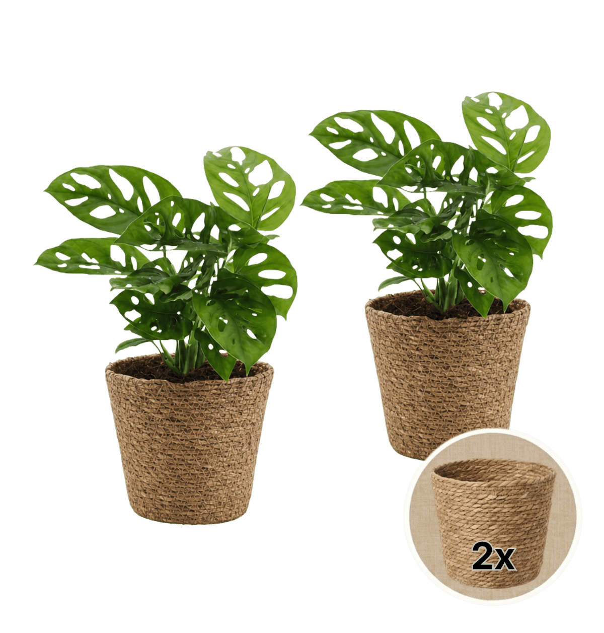 Monstera adansonii + 2x Seegraskorb | 2er-Set | Monkey Leaf | ca. 25-30 cm | Ø 12-15 cm Topf - Blume Ideal