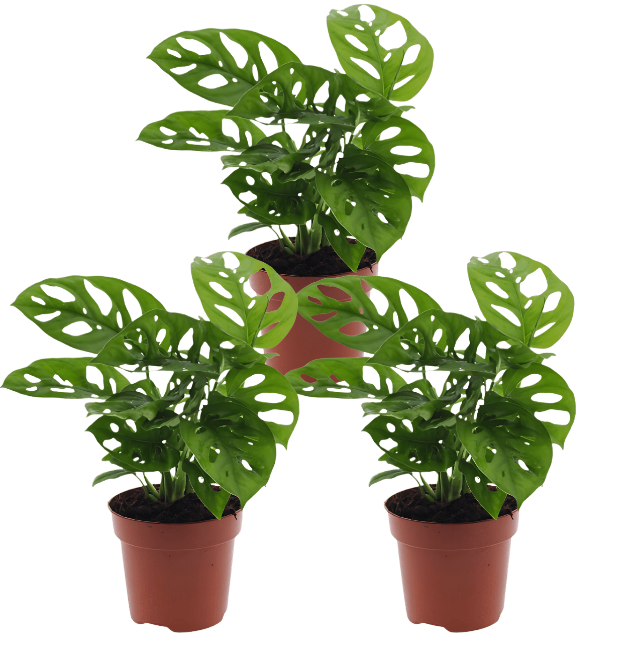 blumen monstera Monstera adansonii 3er-Set für dein Zuhause