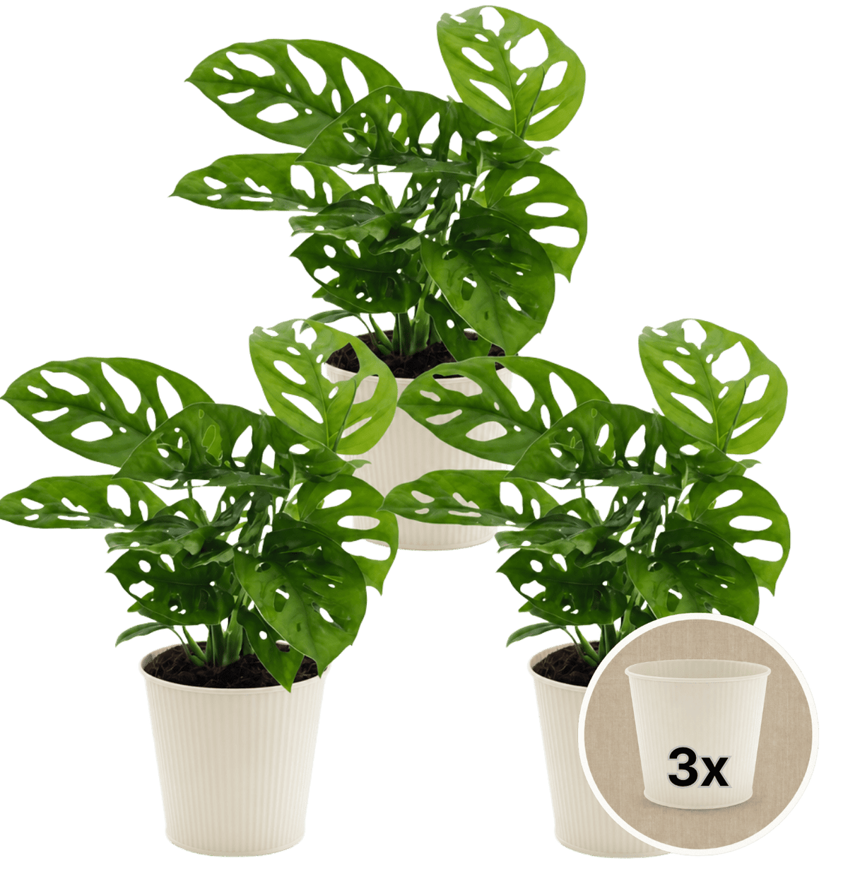Monstera adansonii + 3x Cremefarbener Zinktopf | 3er-Set | Monkey Leaf | ca. 25-30 cm | Ø 12-15 cm Topf - Blume Ideal