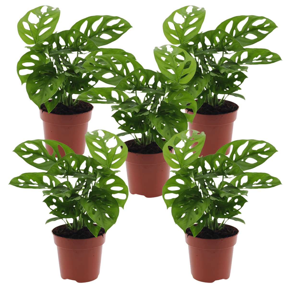 Monstera Affenblatt im 5er-Set
