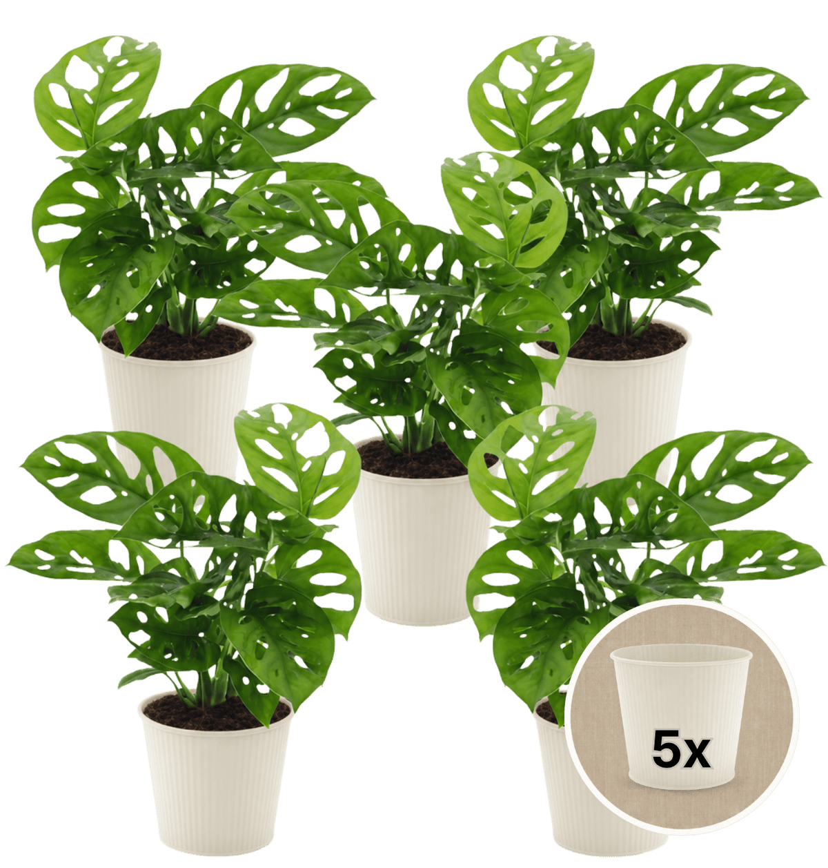 Monstera adansonii + 5x Cremefarbener Zinktopf | 5er-Set | Monkey Leaf | ca. 25-30 cm | Ø 12-15 cm Topf - Blume Ideal