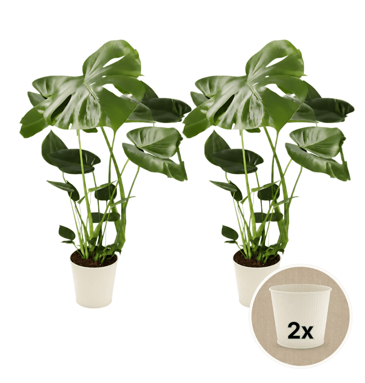Monstera deliciosa + 2x Cremefarbener Zinktopf | 2er-Set | Fensterblatt | ca. 55-70 cm | Ø 12-15 cm Topf - Blume Ideal
