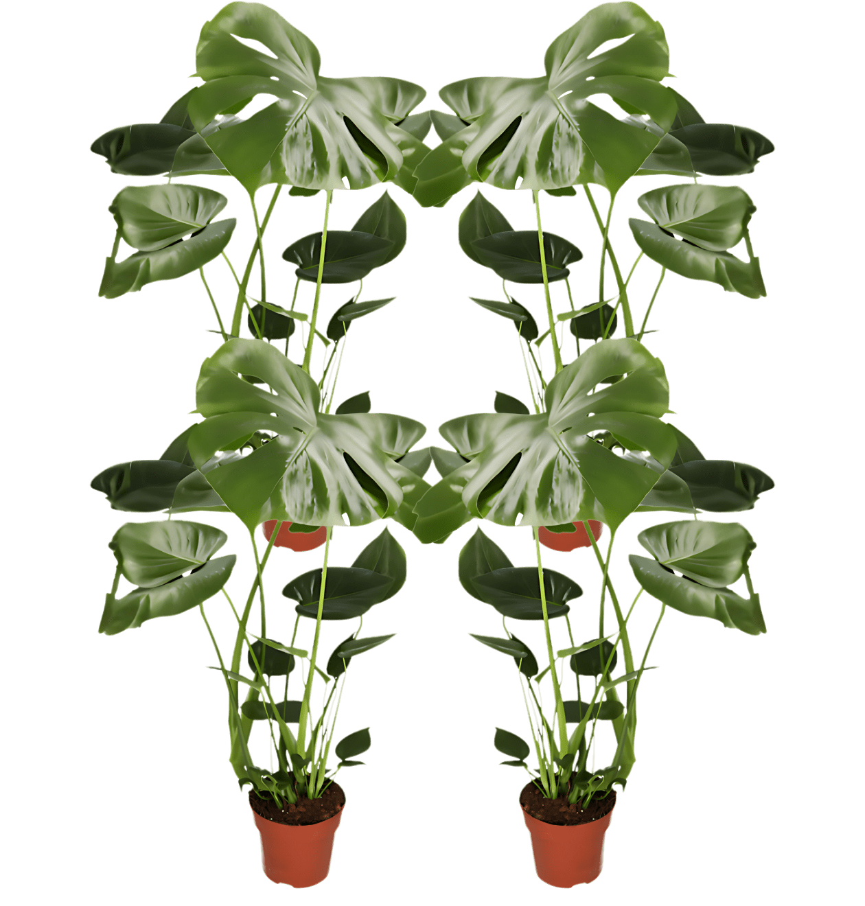 Monstera 4er-Set mit eindrucksvollen Blättern