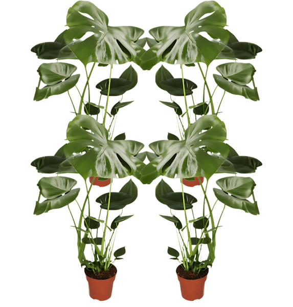 monstera 70 cm Monstera 4er-Set mit eindrucksvollen Blättern