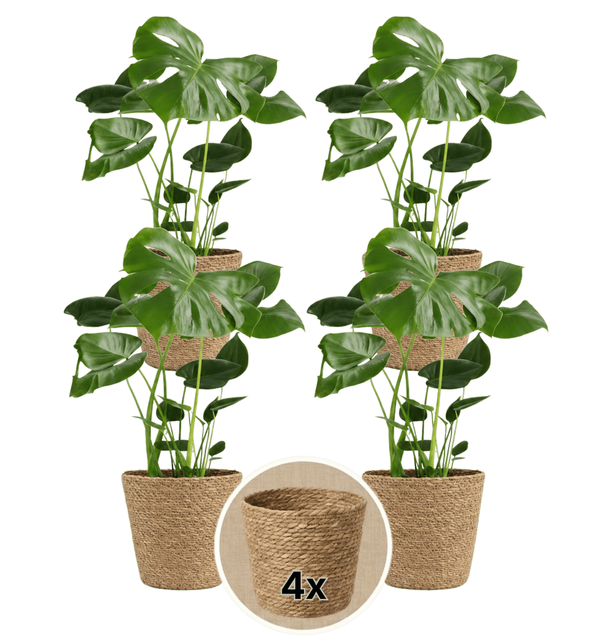 Monstera deliciosa + 4x Seegraskorb | 4er-Set | Fensterblatt | ca. 55-70 cm | Ø 12-15 cm Topf - Blume Ideal