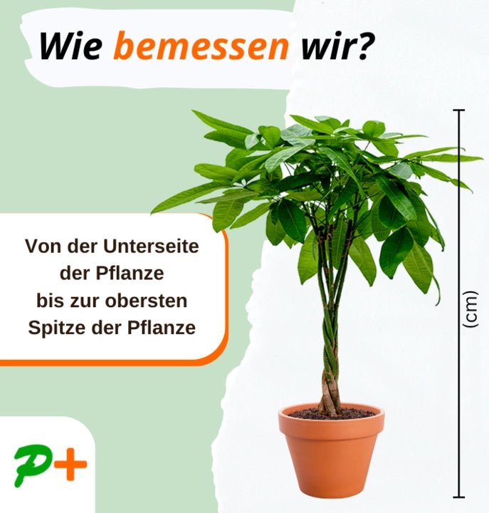 Monstera | “Deliciosa” | +/ - 55 - 65cm | ø 12 - 15cm Topf - Blume Ideal