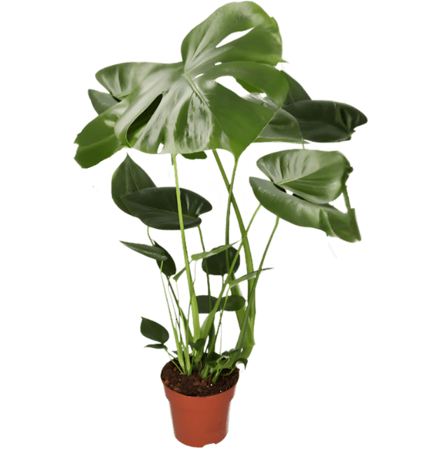 Monstera “Deliciosa” | +/ - 55 - 70cm | ø 12 - 15cm Topf - Blume Ideal