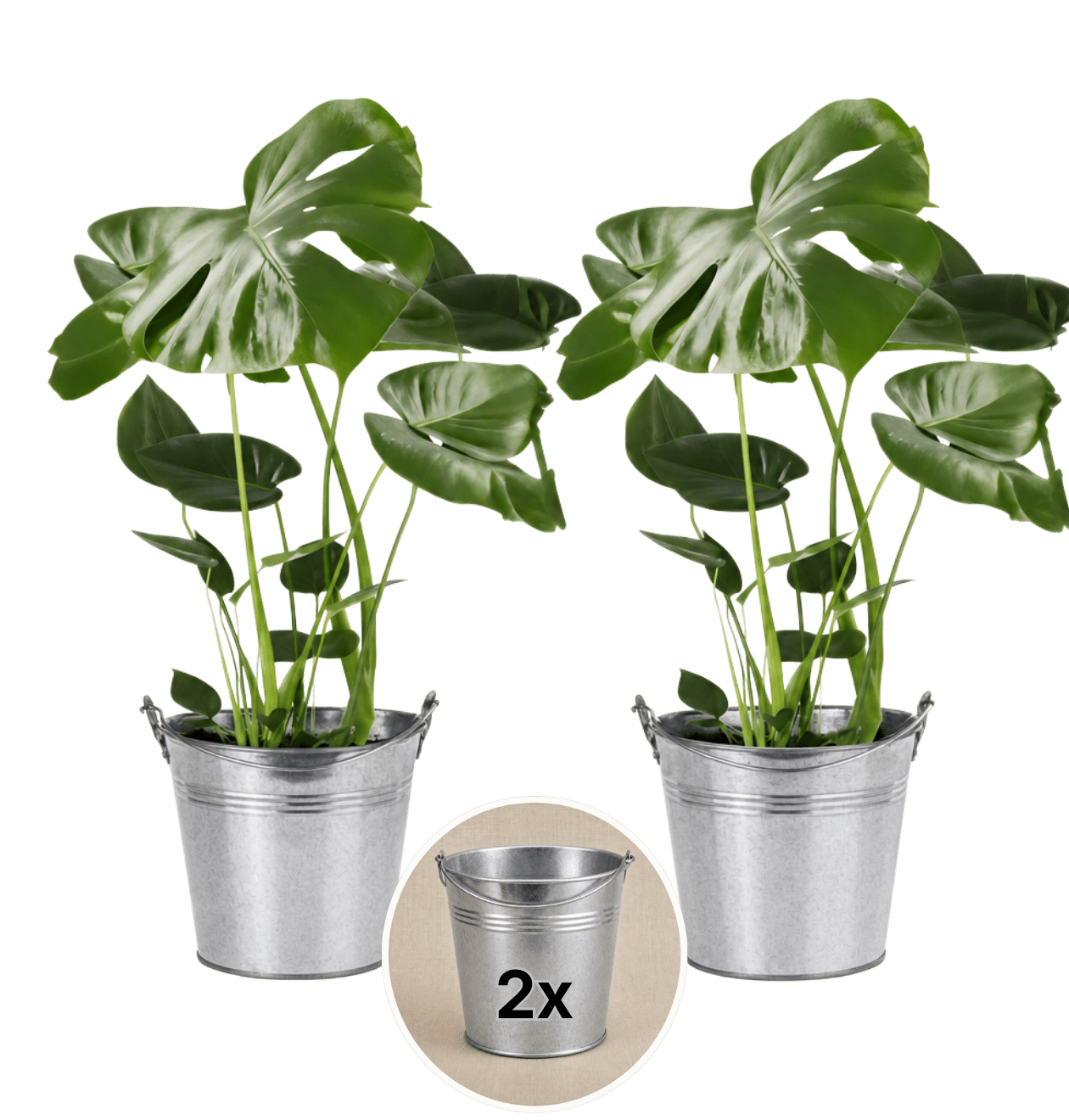 Monstera deliciosa + Zinktopf | 2er - Set | Fensterblatt | ca. 55 - 70 cm | Ø 12 - 15 cm Topf - Blume Ideal