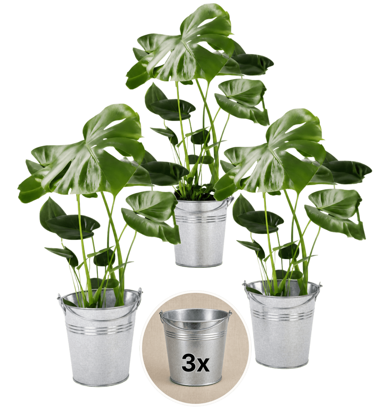 3er-Set + Zinktöpfe - Drei Monstera im Set kaufen