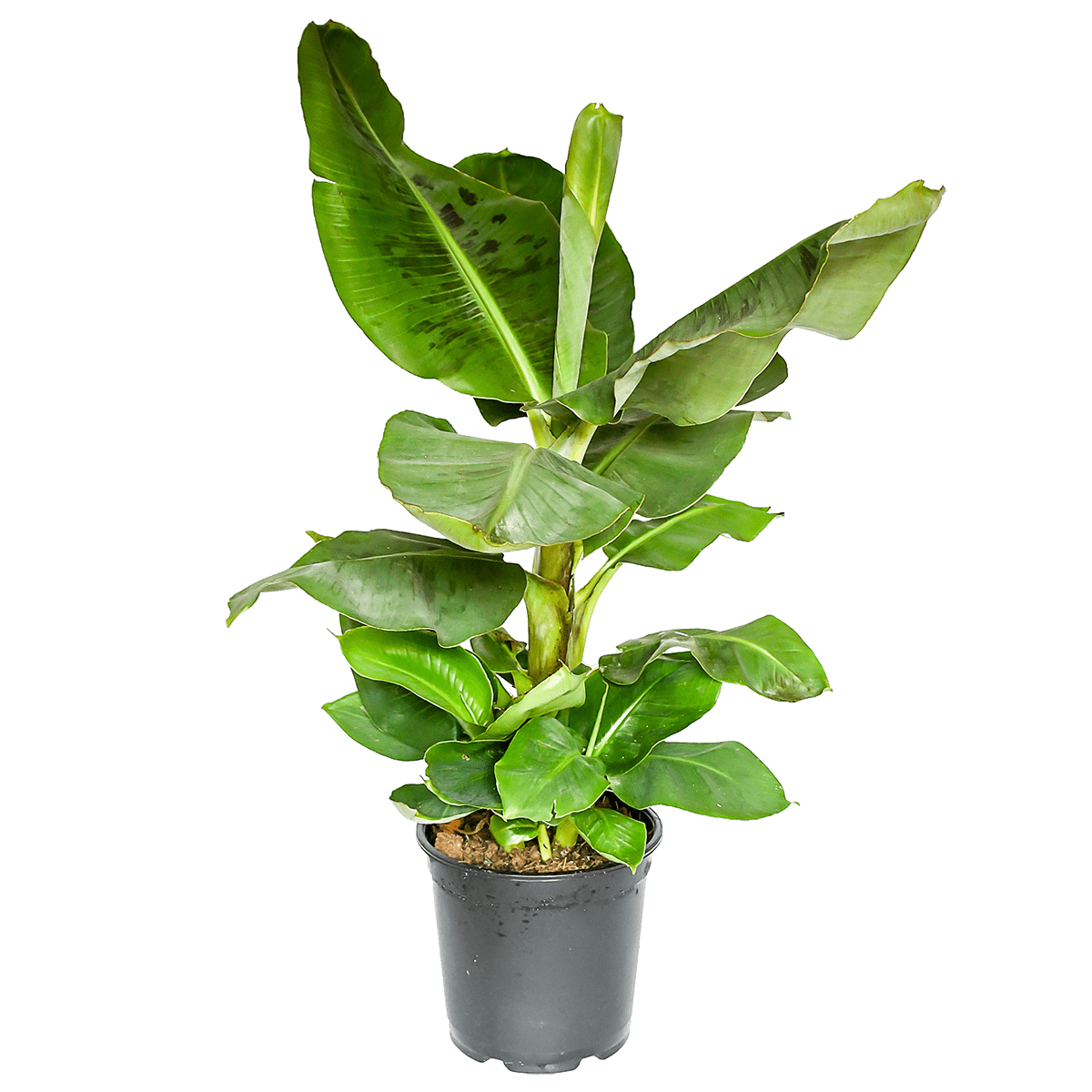 Musa | Bananenpflanze | +/ - 50 - 60cm | ø 12 - 15cm Topf - Blume Ideal