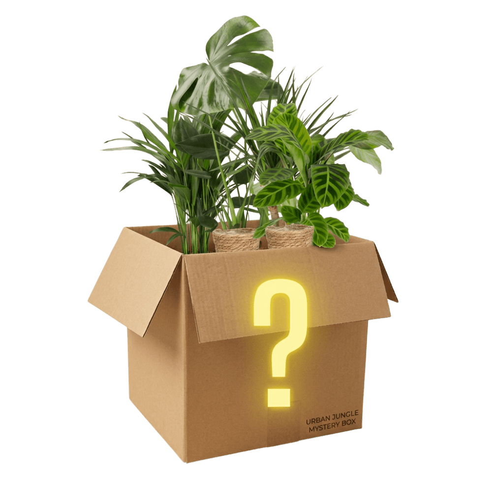 Mystery Box - Blume Ideal