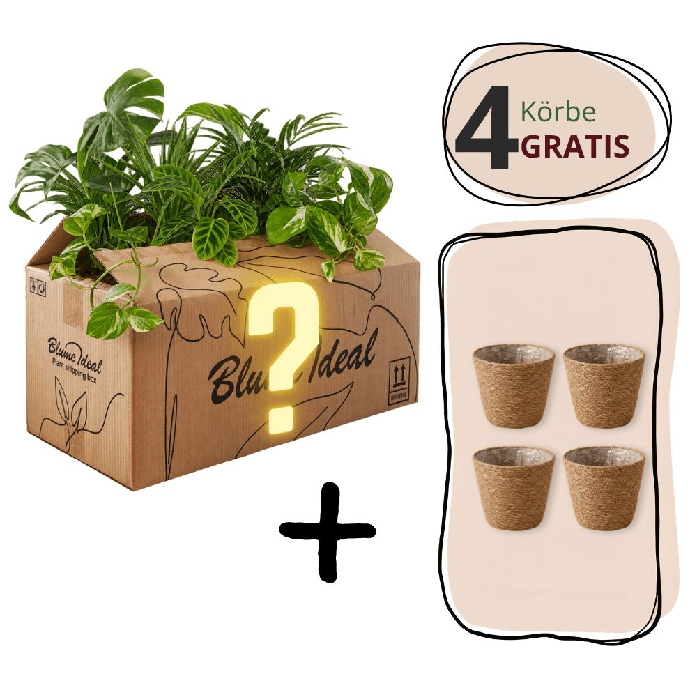 Mystery Box Aktion - Blume Ideal