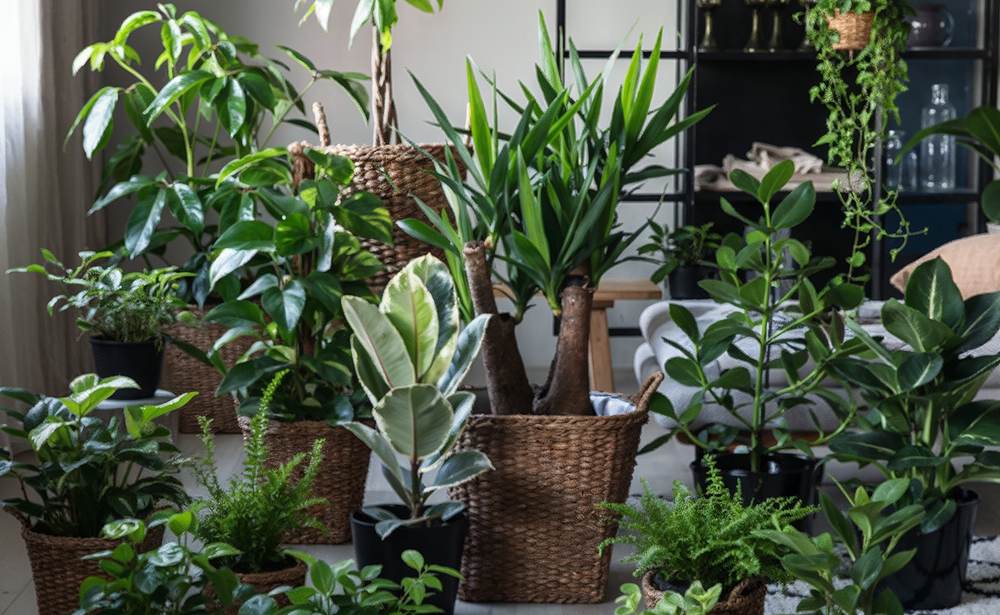 Überraschungs-Sets für dein Zuhause