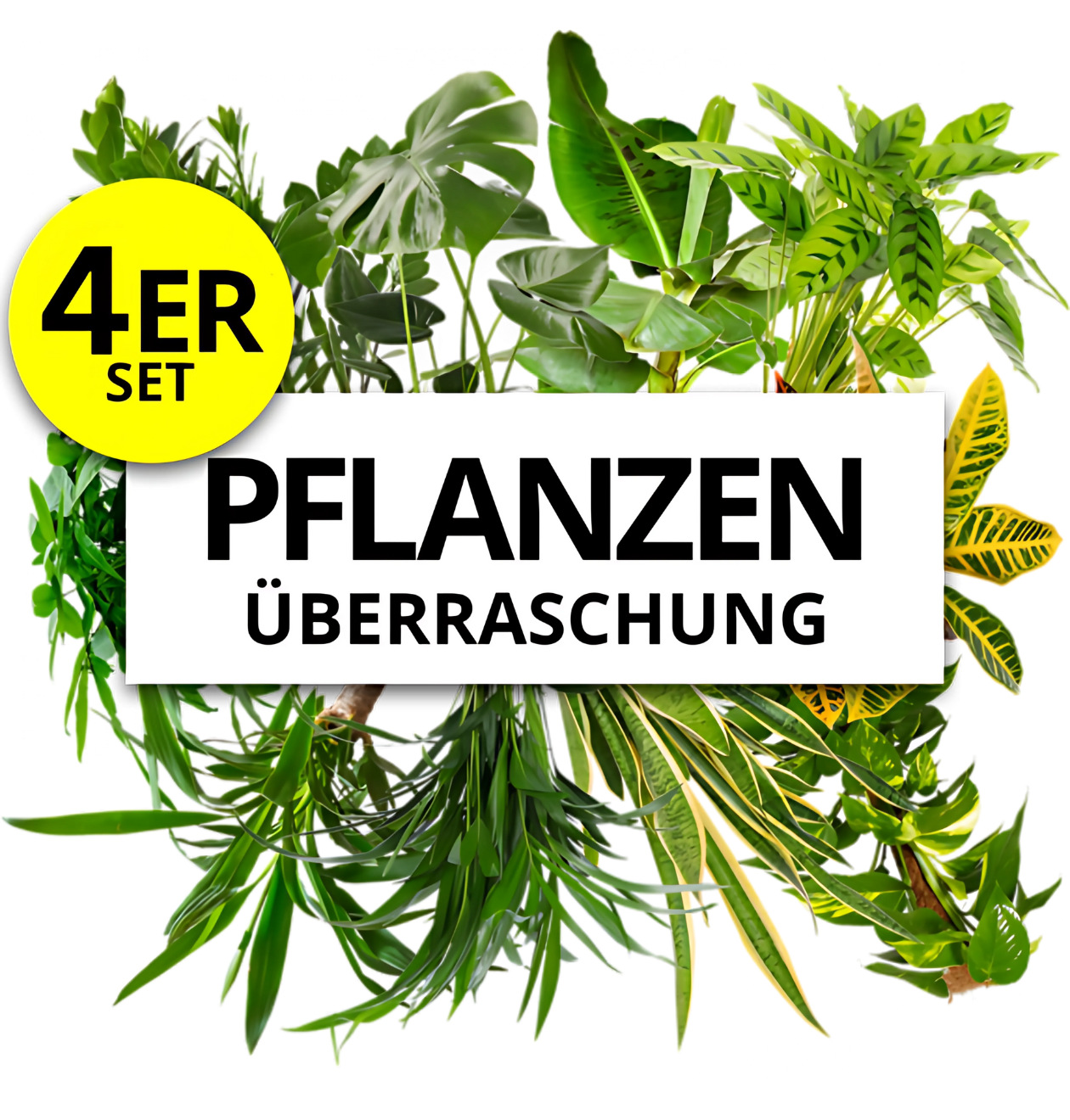Pflanzenüberraschung | 4er - Set | ca. 30 - 70 cm | Ø 12 - 15 cm Topf - Blume Ideal