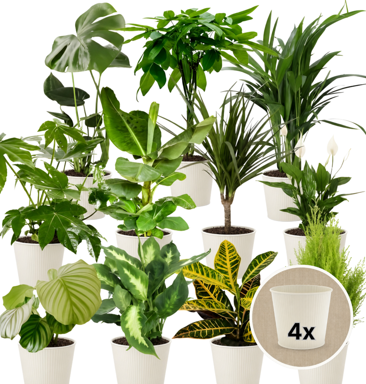 Pflanzenüberraschung + 4x Cremefarbener Zinktopf | 4er-Set | ca. 30-70 cm | Ø 12-15 cm Topf - Blume Ideal
