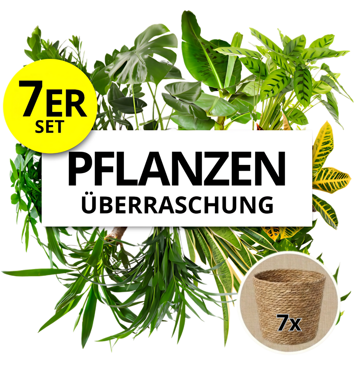 Pflanzenüberraschung + 7x Seegraskorb | 7er-Set | ca. 30-70 cm | Ø 12-15 cm Topf - Blume Ideal