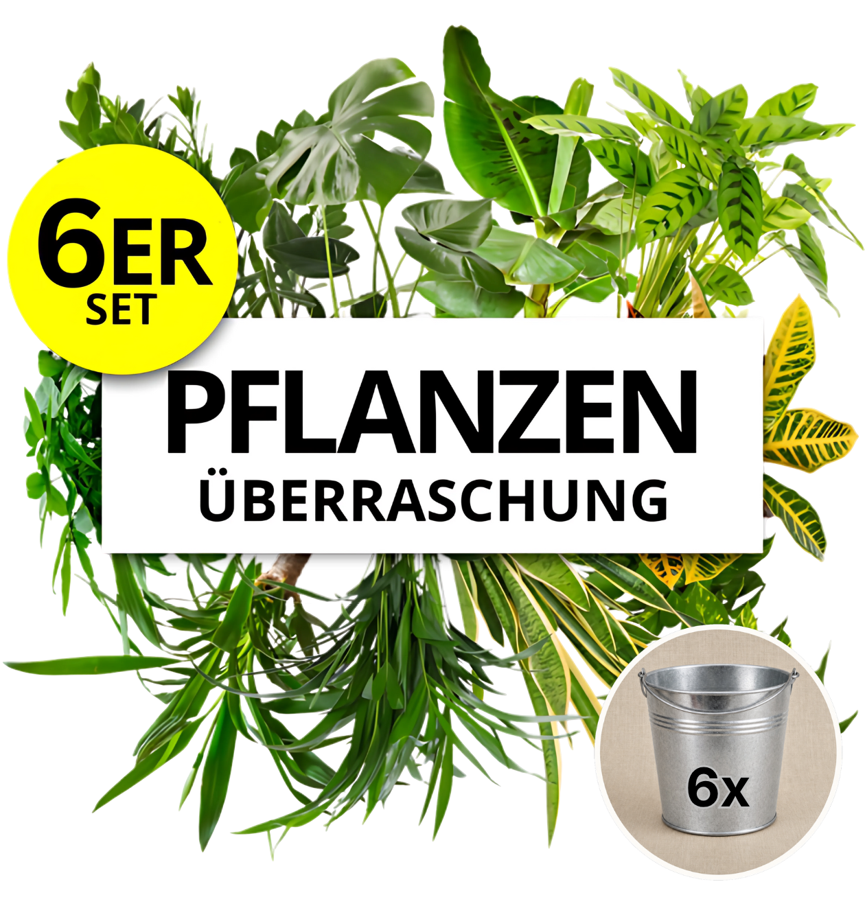 Pflanzenüberraschung + Zinktopf | 6er - Set | ca. 30 - 70 cm | Ø 12 - 15 cm Topf - Blume Ideal