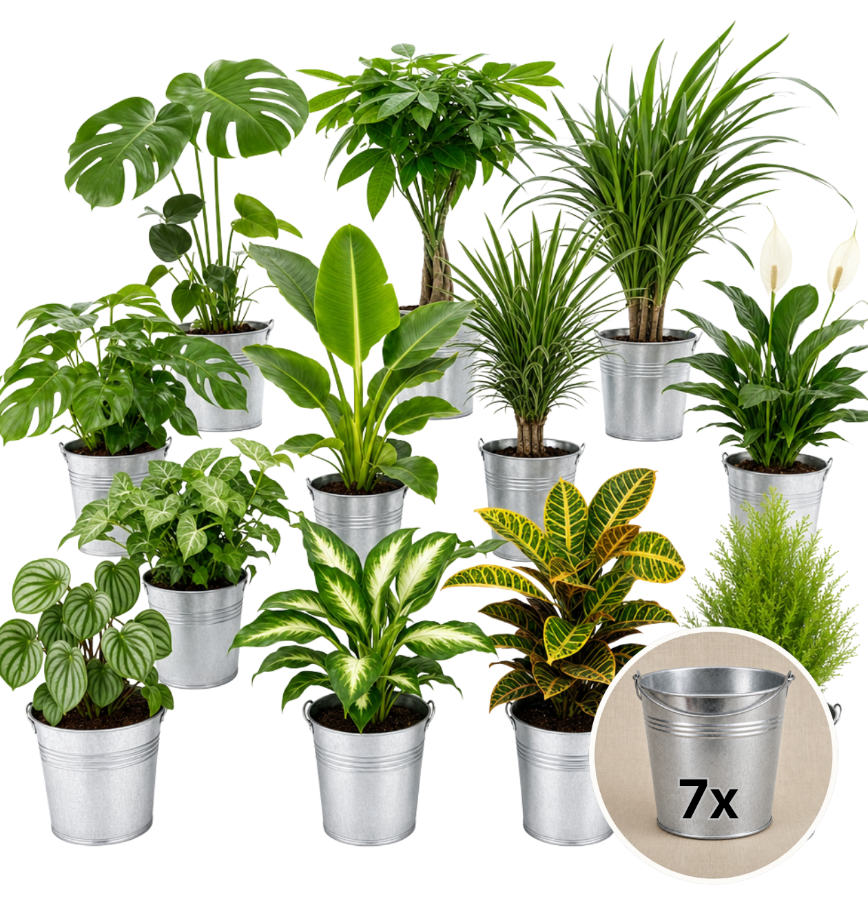 Pflanzenüberraschung + Zinktopf | 7er - Set | ca. 30 - 70 cm | Ø 12 - 15 cm Topf - Blume Ideal