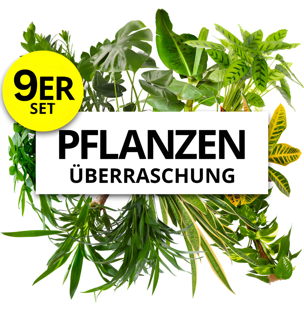 9er-Set | Pflanzenüberraschung | +/- 40-70cm | ø 12-15cm Topf