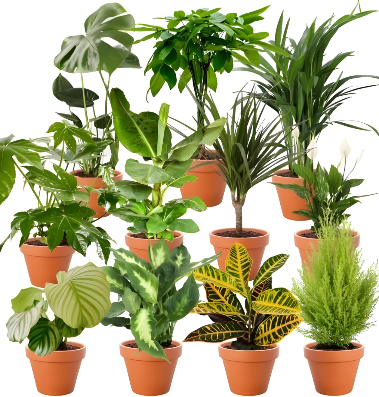 5er-Set | Pflanzenüberraschung | +/- 40-70cm | ø 12-15cm Topf