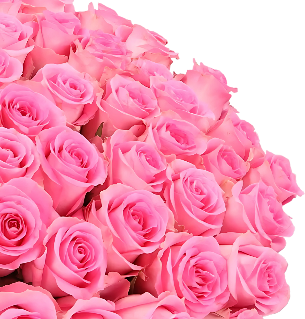 60 pinke Rosen