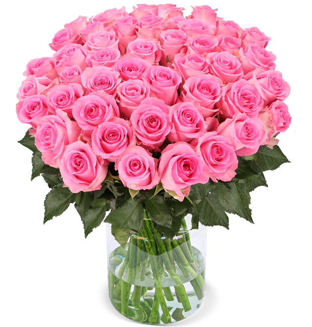 50 pinke Rosen