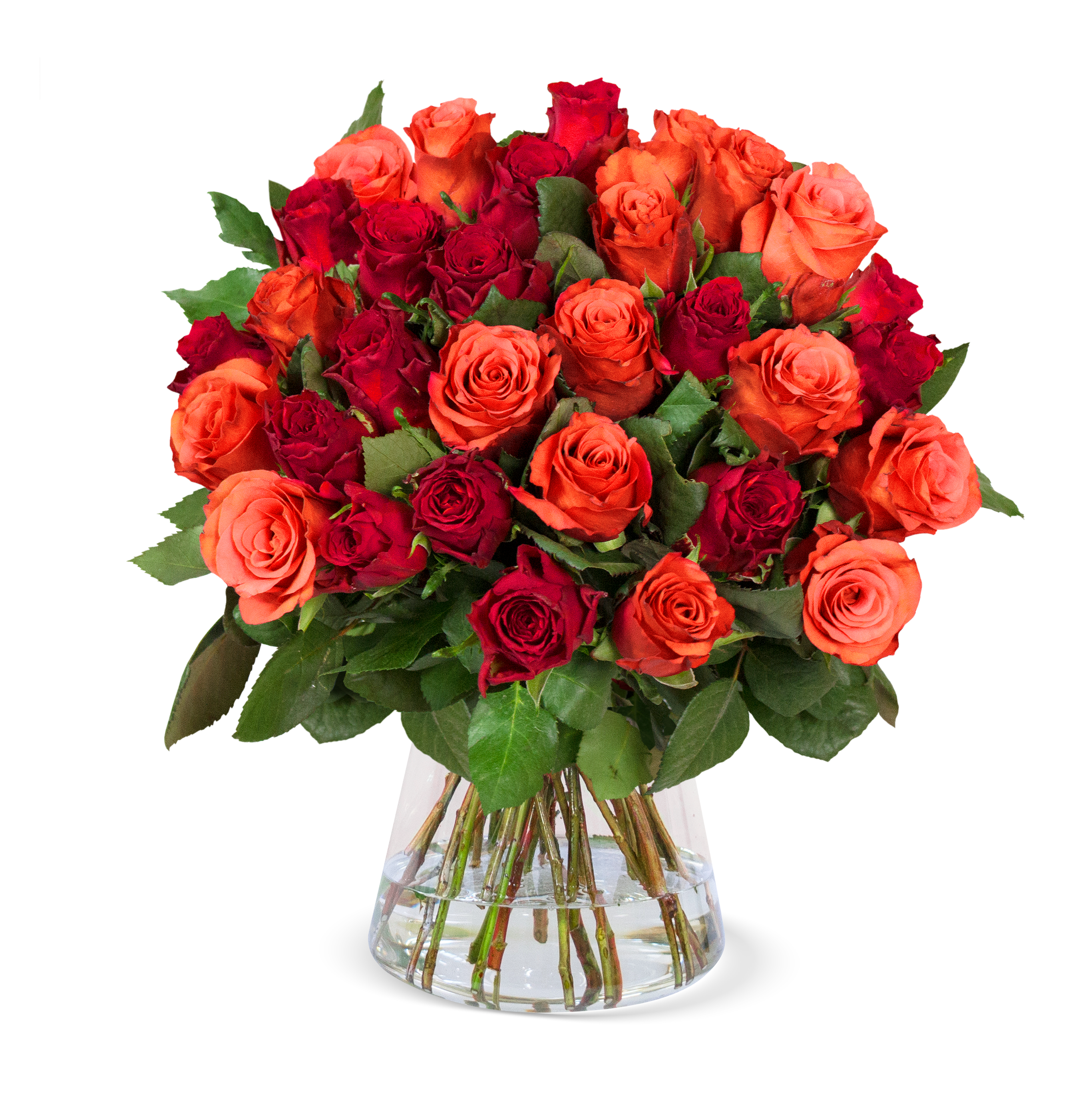 40 Rosen "Trick & Treat"