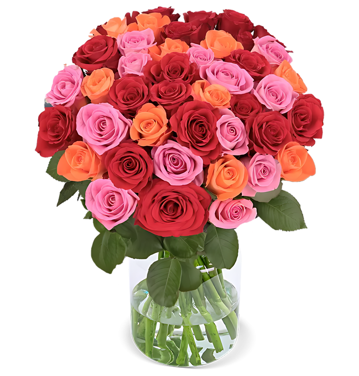 60 Rosen - “Rosenbeet”