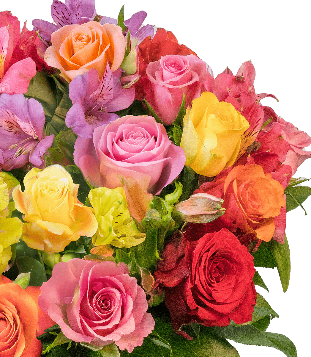 Rosenglück mit bis zu 40 Blüten - Blume Ideal