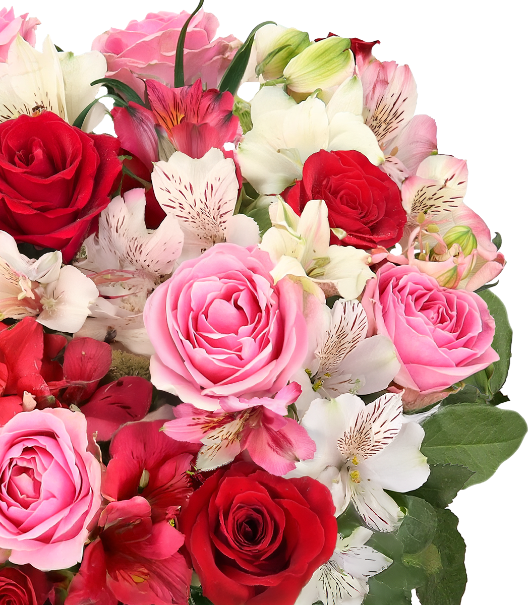 Rosenwunder mit bis zu 40 Blüten