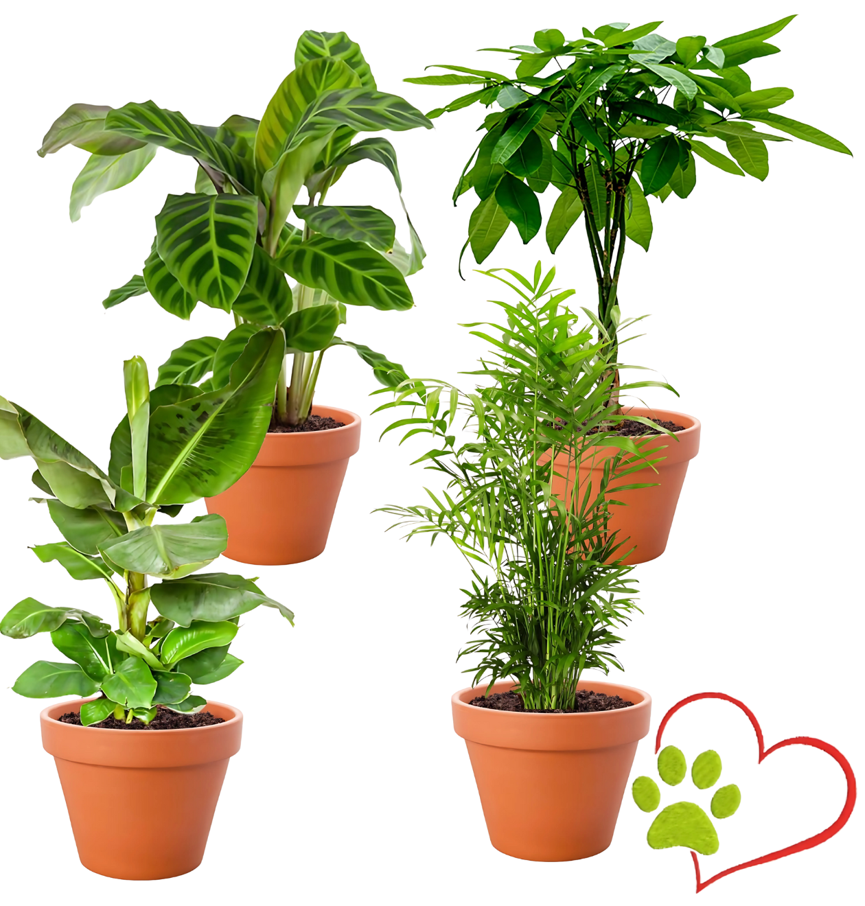 4er-Set "Tierfreund" | Bergpalme | Glückskastanie | Bananenpflanze | Korbmarante | +/- 30-60cm | ø 12-15cm Topf